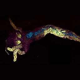 Pour connaître son microbiote, la drosophile écoute ses tripes
